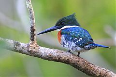 Green Kingfisher